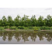 9550_7492 Obstplantage im Alten Land am Ufer der Este. | 